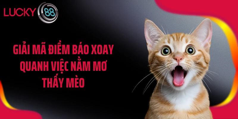 Giải mã điềm báo xoay quanh việc nằm mơ thấy mèo
