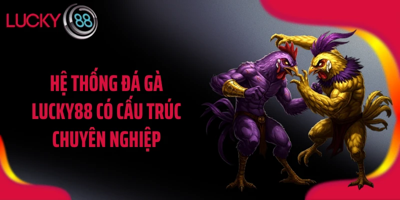 Hệ thống đá gà LUCKY88 có cấu trúc chuyên nghiệp