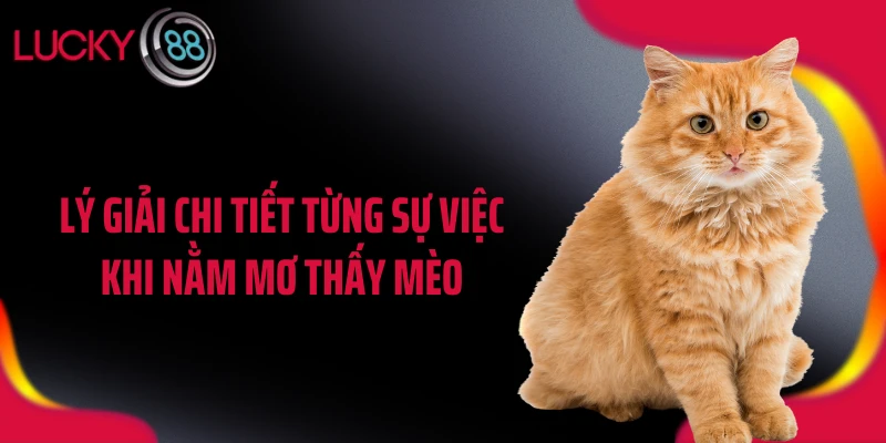Lý giải chi tiết từng sự việc khi nằm mơ thấy mèo