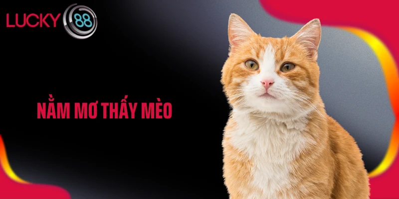 Nằm Mơ Thấy Mèo Là Điềm Gì? Cẩn Trọng Hay May Mắn Ghé Thăm?