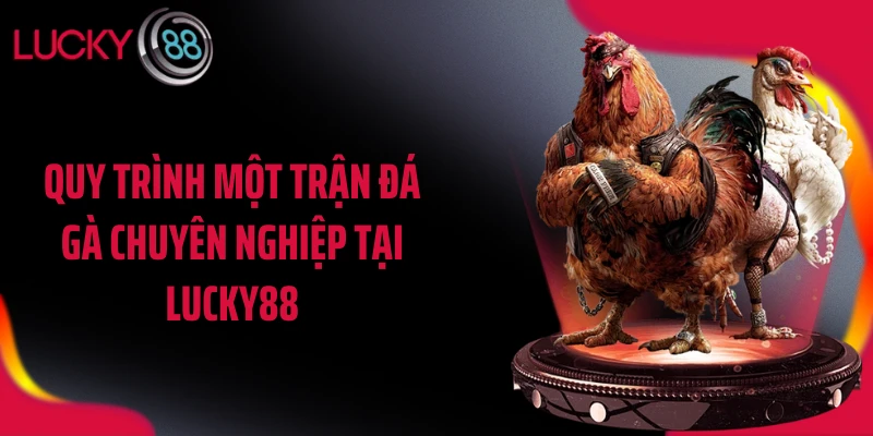 Quy trình một trận đá gà chuyên nghiệp tại LUCKY88