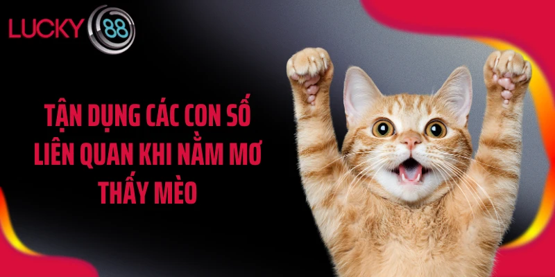 Tận dụng các con số liên quan khi nằm mơ thấy mèo